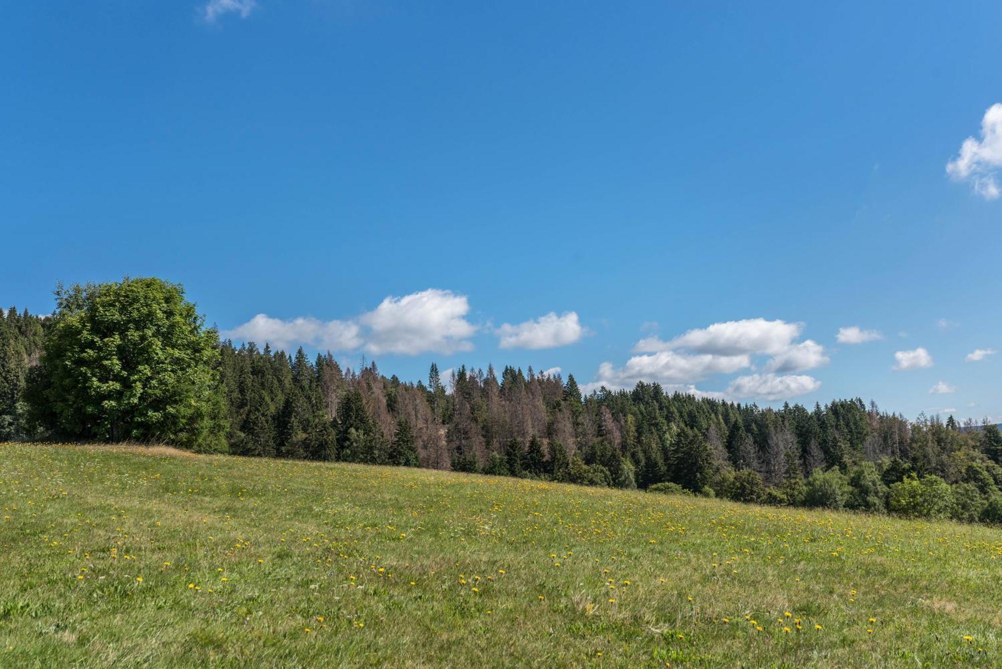 Haus Isele Appartement Urberg Buitenkant foto